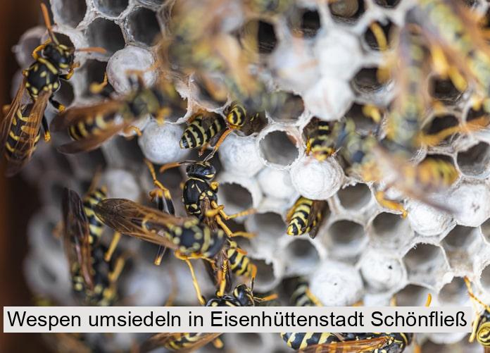 Wespen umsiedeln in Eisenhüttenstadt Schönfließ